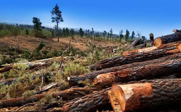 使用斧頭安全注意事項